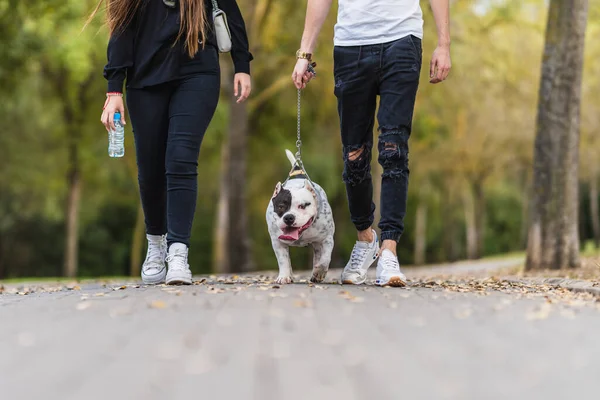 Två personer som rastar en amerikansk bulldogg i en park — Stockfoto
