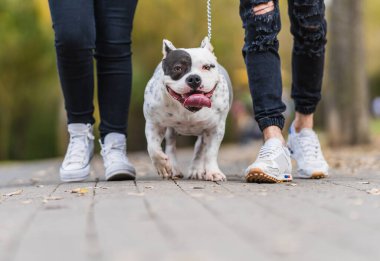 İki kişi dışarıda tasmalı bir Amerikan zorba köpeğini gezdiriyor.