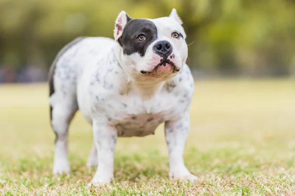 Retrato de un perro bravucón americano parado en un parque — Foto de Stock