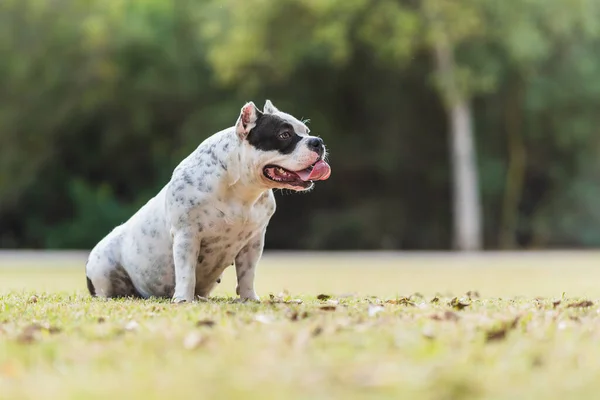 Parkta oturan zorba bir Amerikan köpeğinin fotokopi alanı profili