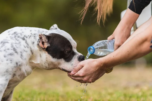 Kvinna som ger vatten med händerna till en amerikansk mobbhund i en park — Stockfoto
