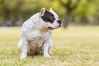 Amerikalı zorba köpek dışarı bakarken dikkati dağılmış.