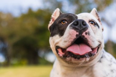 Parktaki özenli bir Amerikalı zorba köpeğe yakından bakın.