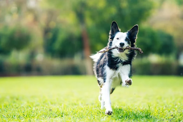 Foto com foco seletivo em um cão correndo com um pau na boca em um parque — Fotografia de Stock
