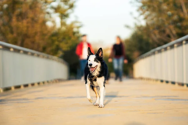 Dog standing while walking with its owners throug a bridge in a park — Foto Stock