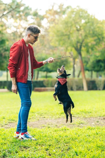 Bir adamı parkta tutan sopayı kovalamak için atlayan küçük bir köpek.