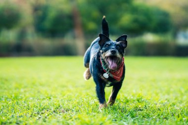 Yeşil bir parkta dili dışarıda koşan bir köpek.