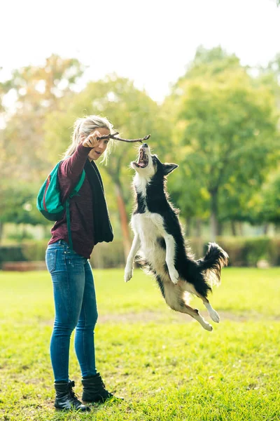 Hund hoppar för att jaga en pinne som håller en kvinna i parken — Stockfoto