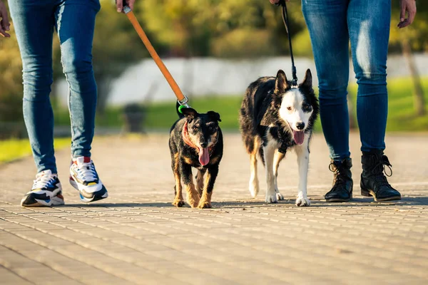 Tasmalı iki yorgun köpek insanlarla yürüyor.