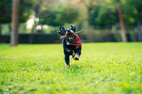 Cão correndo enquanto carrega um pau com a boca em um parque — Fotografia de Stock