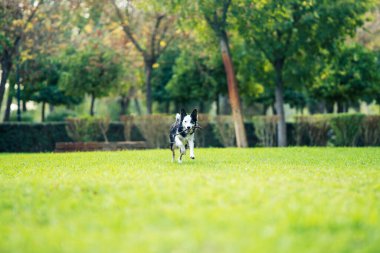 Parkta ağzında sopayla koşan bir köpek.