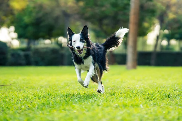 Photo with selective focus on a happy dog running with a stick in a park — Foto Stock