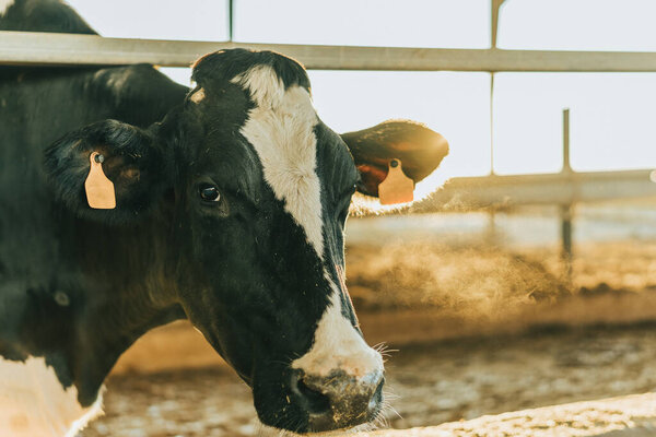 backlighting of a cow with eartag on a dairy farm