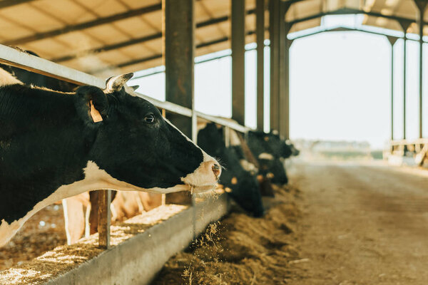 a cow looks sideways at the camera while dropping feed as she eats