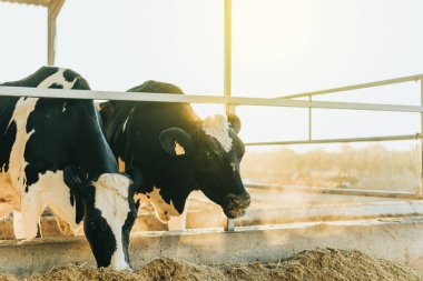 Şafakta yemek yiyen bir çift inek.