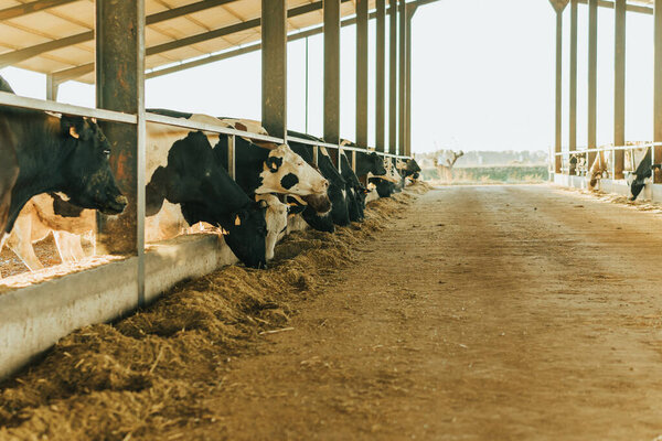 cows eating quietly in the early morning inside a cattle farm