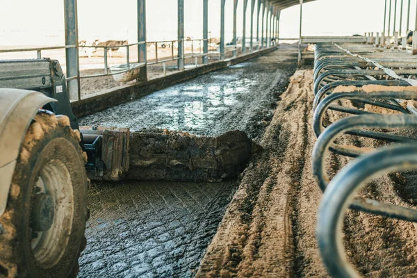 Traktor membersihkan kotoran sapi di peternakan sapi — Stok Foto