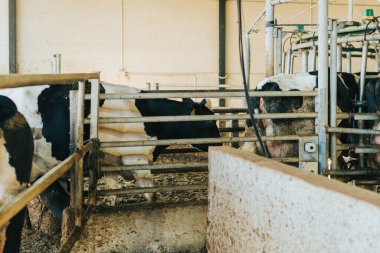 İnekler teker teker süt sağma salonuna giriyor.