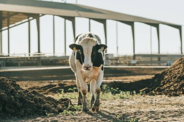 Genç boğa yoğun bakışlarla bize doğru geliyor. Bölgesini işaretliyor.