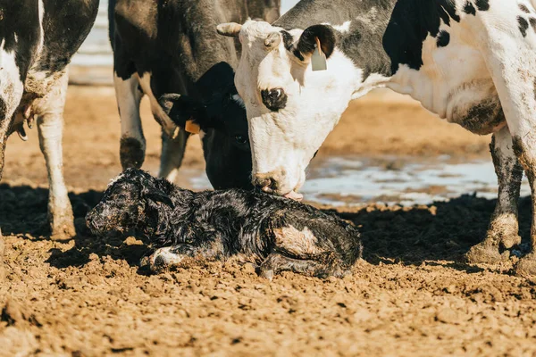 A cow begins to lick the calf to clean it — Stock Photo, Image