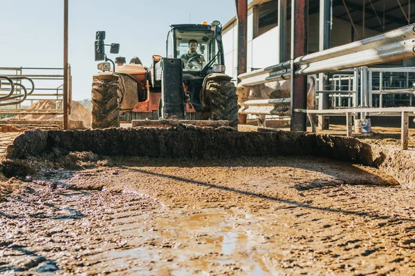 Seorang pria mengendarai traktor menyeret kotoran dari sapi menyusui — Stok Foto