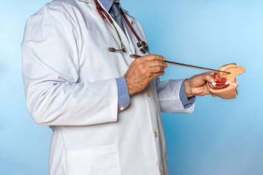 Steteskoplu bir doktor anatomik modda bir kadın cinsel organına işaret ediyor.