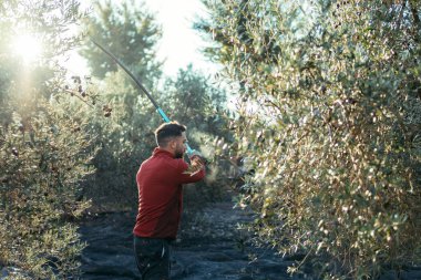Kırmızı kazaklı bir adam bir zeytin ağacının dallarına vurmak üzere.
