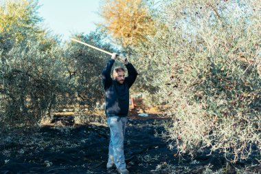 İşçi zeytinleri düşürmek için zeytin ağacına uzun tahta bir sopayla vurmaya hazırlanıyor..