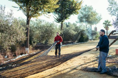 Zeytinlikte zeytin toplamak için ağları söken işçiler.