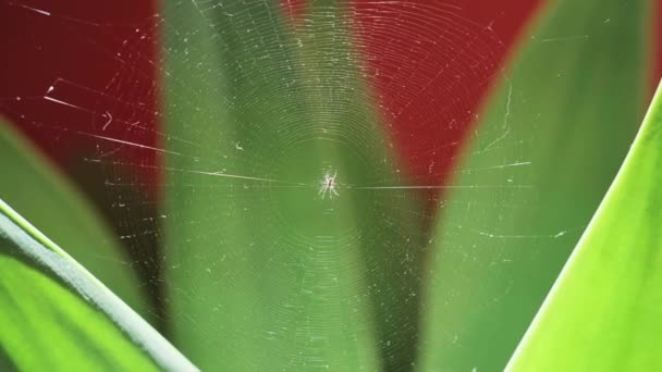 Spider Web Spider Center High Quality Footage — Video