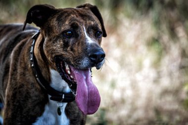 Köpek çimlerin üzerinde. Kocaman gülümseyen siyah köpek çimenlerde yatıyor..