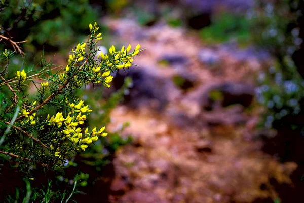 Arbusto Floreciente Sendero Forestal Naturaleza Flora — Foto de Stock