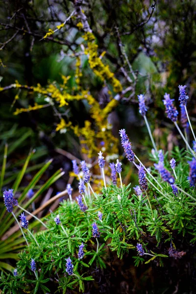 Blühender Strauch Waldweg Natur Flora — Stockfoto