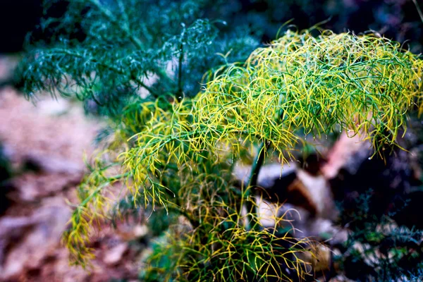 Blühender Strauch Waldweg Natur Flora — Stockfoto