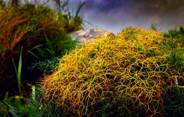 Blühender Strauch Waldweg Natur Flora — Stockfoto