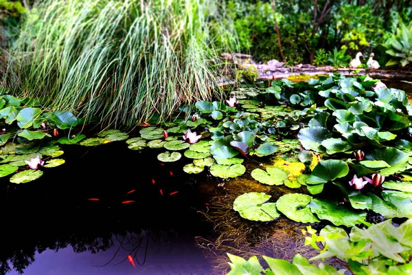 Quiet Dream Pond Lilies Lilies Goldfish Lots Greenery Dark Water — Fotografia de Stock