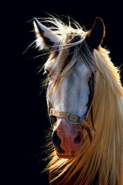 Лошадь Солнечный Портрет Черный Фон Красная Грива Светлые Цвета Изолировать — стоковое фото