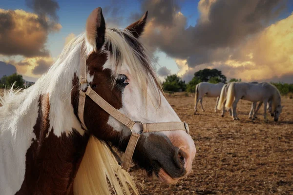 Pferd Sonnenporträt Rote Mähne Helle Farben Schimmel Hintergrund — Stockfoto