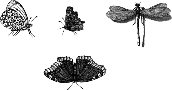 Vector Achtergrond Met Met Hand Getekende Insecten Illustraties Zwarte Silhouetten — Stockvector