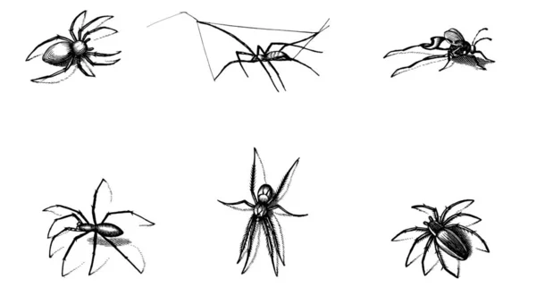 Schwarze Silhouetten Von Spinnen Spinnensymbol Isoliert Auf Weißem Hintergrund Draufsicht — Stockvektor