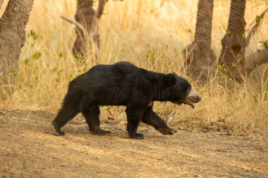 Beautiful and very rare sloth bear in the nature habitat in India