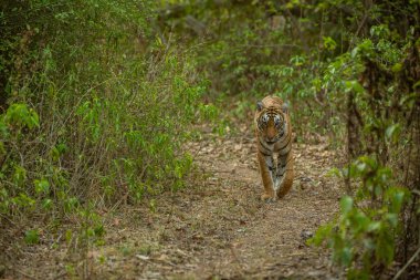 Amazing tiger in the nature habitat. Tiger pose during the golden light time. Wildlife scene with danger animal. Hot summer in India. Dry area with beautiful indian tiger. Panthera tigris.
