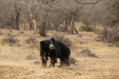 Beautiful and very rare sloth bear in the nature habitat in India