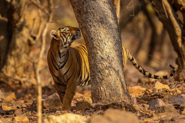 Amazing tiger in the nature habitat. Tiger pose during the golden light time. Wildlife scene with danger animal. Hot summer in India. Dry area with beautiful indian tiger. Panthera tigris.