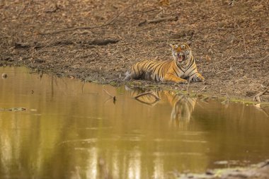 Amazing tiger in the nature habitat. Tiger pose during the golden light time. Wildlife scene with danger animal. Hot summer in India. Dry area with beautiful indian tiger. Panthera tigris.