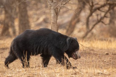 Beautiful and very rare sloth bear in the nature habitat in India