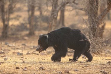 Beautiful and very rare sloth bear in the nature habitat in India