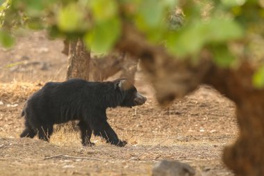 Beautiful and very rare sloth bear in the nature habitat in India