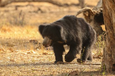 Beautiful and very rare sloth bear in the nature habitat in India