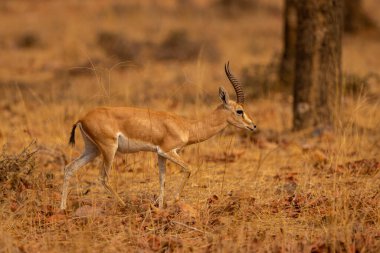 Indian gazell male in a beautiful place in india/wild animal in the nature habitat/India/chinkara stag